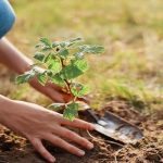 Sonbaharda bahçe bakımı nasıl yapılır