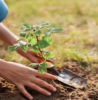 Sonbaharda bahçe bakımı nasıl yapılır