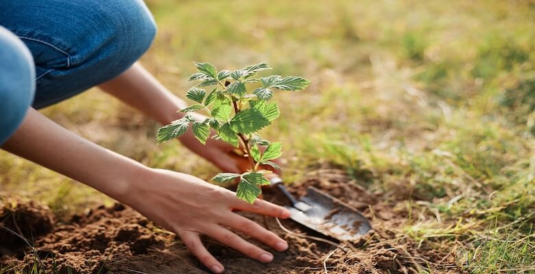 Sonbaharda bahçe bakımı nasıl yapılır
