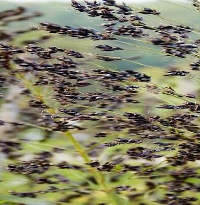 Çölyaklı kadınlarda düşük riski 2 kat fazla!