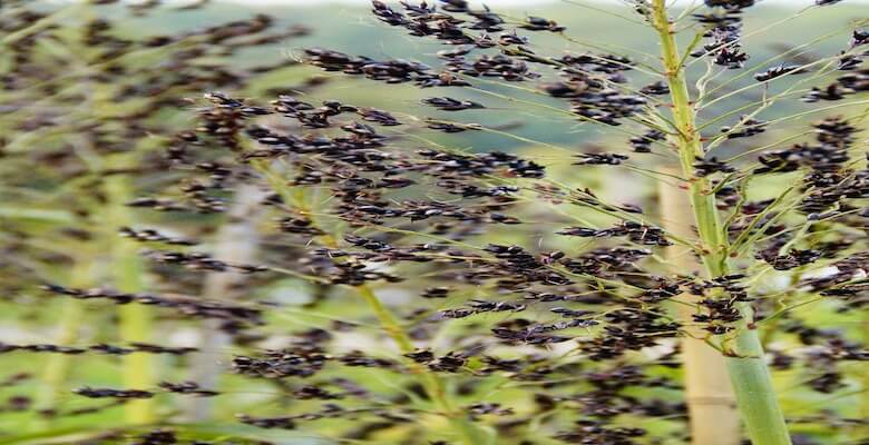 Çölyaklı kadınlarda düşük riski 2 kat fazla!