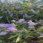 Doğanın Kadınlara Armağan Ettiği Bitki: “Hayıt”