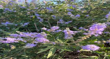 Doğanın Kadınlara Armağan Ettiği Bitki: “Hayıt”