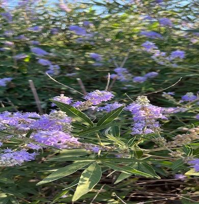 Doğanın Kadınlara Armağan Ettiği Bitki: “Hayıt”