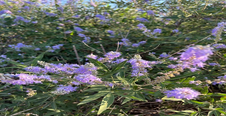 Doğanın Kadınlara Armağan Ettiği Bitki: “Hayıt”