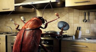 Evdeki Böceklere Çözüm Nasıl Bulunur? Huzurlu ve Sağlıklı Bir Yaşam İçin İpuçları