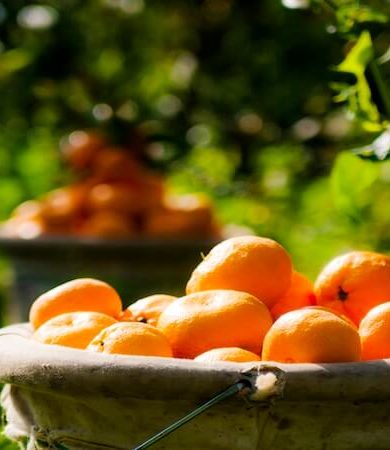 Ege Bölgesi Narenciye Rekoltesinde Sert Düşüş: Üretim Yüzde 34 Azaldı