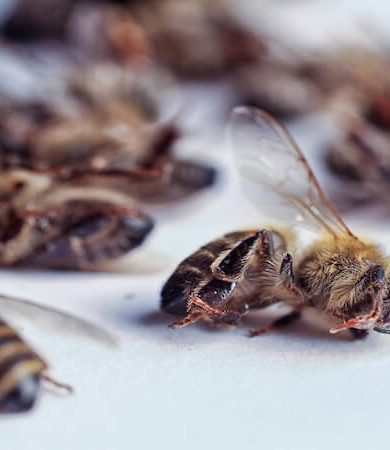 Pestisit Tehlikesi: Arıların Yok Oluşu Gıda Zincirini Çökertiyor!