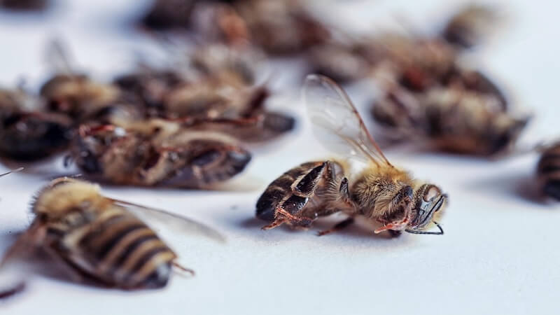 Pestisit Tehlikesi: Arıların Yok Oluşu Gıda Zincirini Çökertiyor!